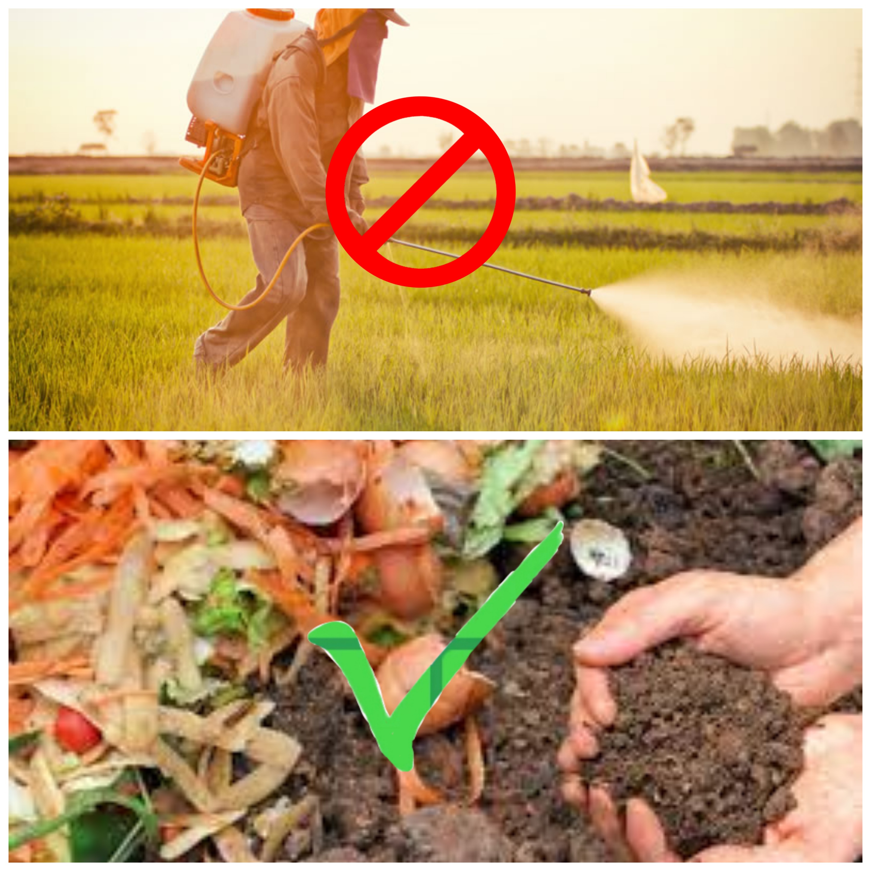 Avoid chemical fertilizers